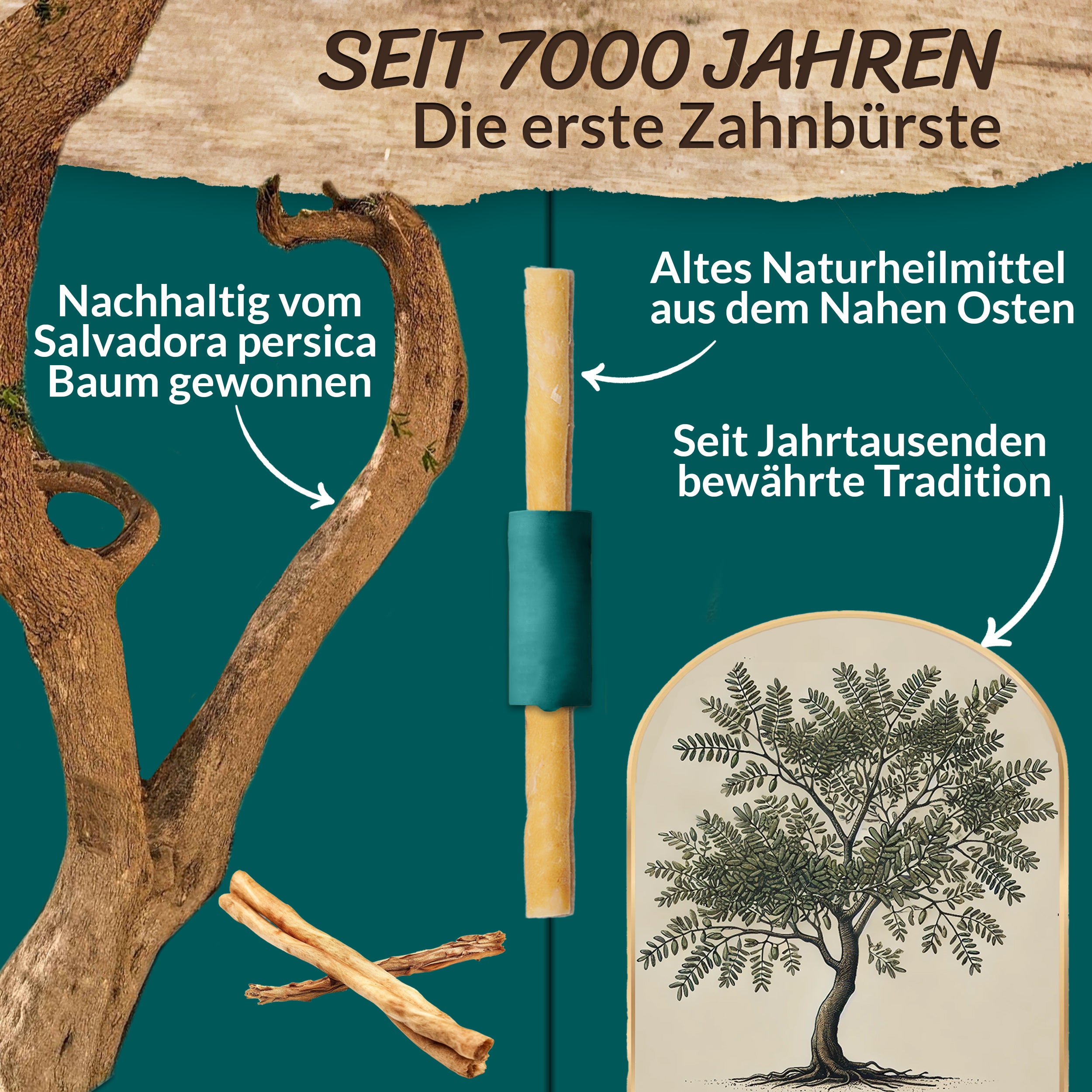 ESVED Miswak 5er Set mit Frischhaltedose - Natürliche Zahnbürste